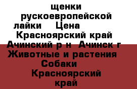 щенки рускоевропейской лайки  › Цена ­ 10 000 - Красноярский край, Ачинский р-н, Ачинск г. Животные и растения » Собаки   . Красноярский край